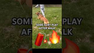 Flirt Play With Real Apbt Puppy