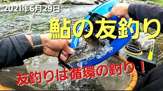 【鮎の友釣り】NO14     2021年6月29日　友釣りの極意は囮鮎を上手く循環さすことと改めて感じました。