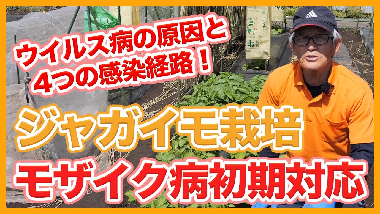 家庭菜園や農園のジャガイモ栽培でモザイク病が発生したら！？４つの感染経路と初期の対処法を徹底解説！【農園ライフ】