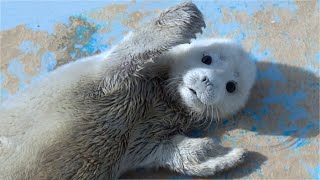 Baby Seal Cute Moments
