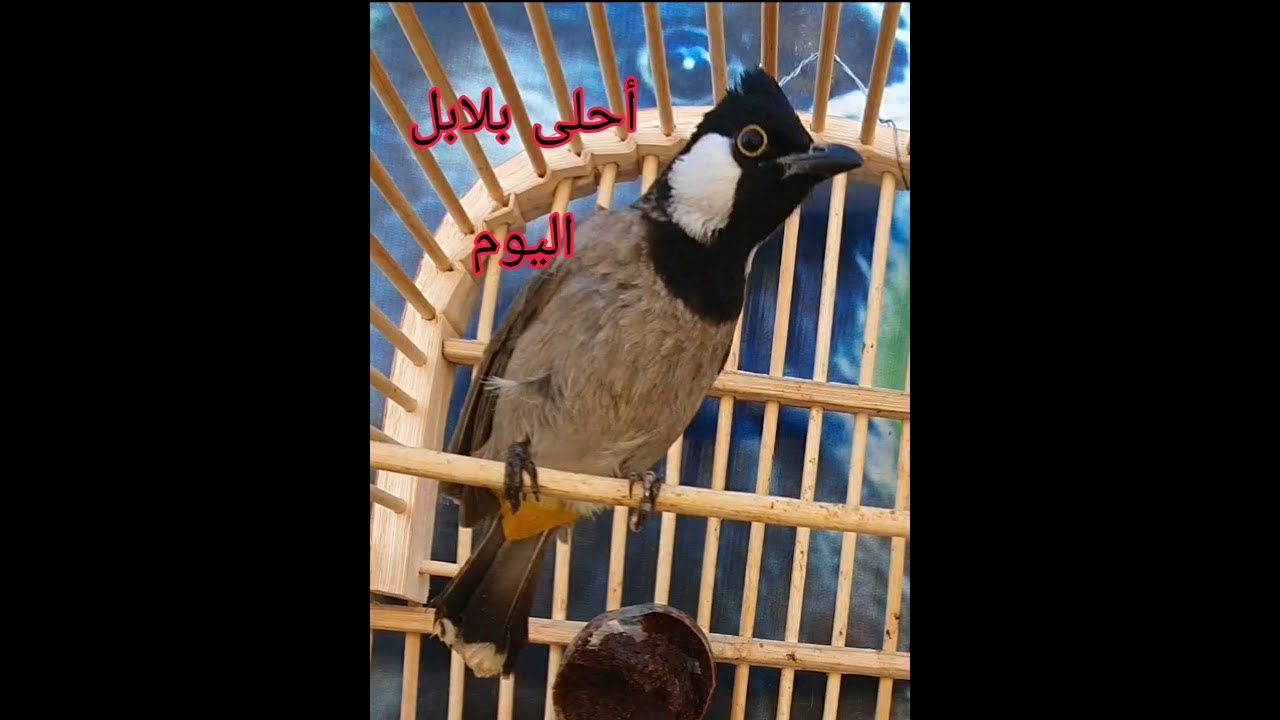 أحلى بلابل وحشيات خامات كاع منفذ مندلي لسانات روعه اول عزله