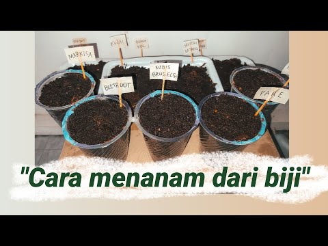 Video: Menanam Saxifrage Dari Biji Di Rumah: Menanam Bibit Varietas 