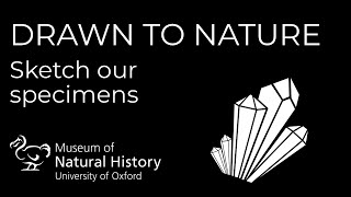 Drawn to Nature: Minerals