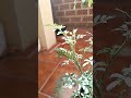 Papilio machaon ha tornat a la Ruta officinalis, Crevillent 17/6/26 6 d