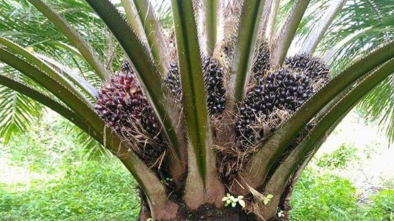 All About Palm Oil Cara Pembibitan Kelapa Sawit Denga vrogue.co
