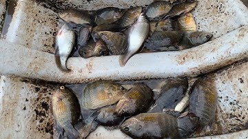 Thăm Lưới Cá Thác Lát Toàn Dính cá Rô Biển