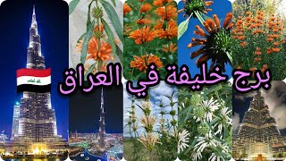 نبات أذن الأسد الذنبية :Leonotis leonurus) برج خليفة نبات طبي موجود بأسعار مناسبة العراق ?? بابل