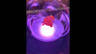 Fishy inside a bubble - Sensory Bubble Workshop