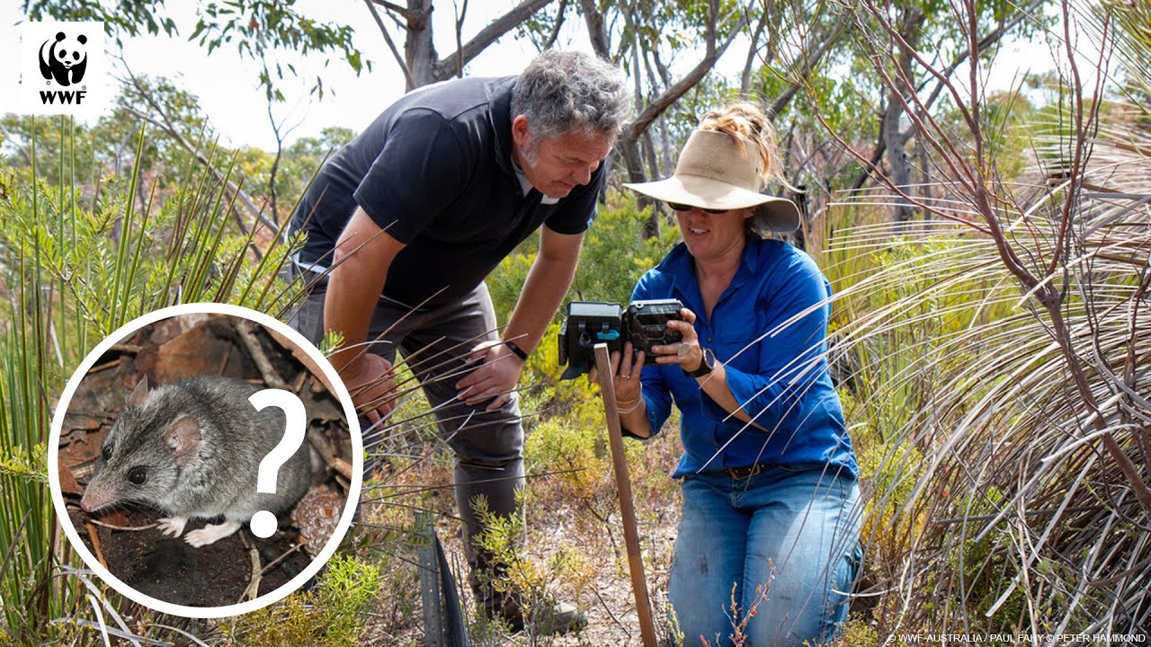 Finding Kangaroo Island Dunnarts After The Fires 🐭 | WWF-Australia