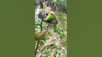 Surah Qaf  سورة ق world most Beautiful Quran