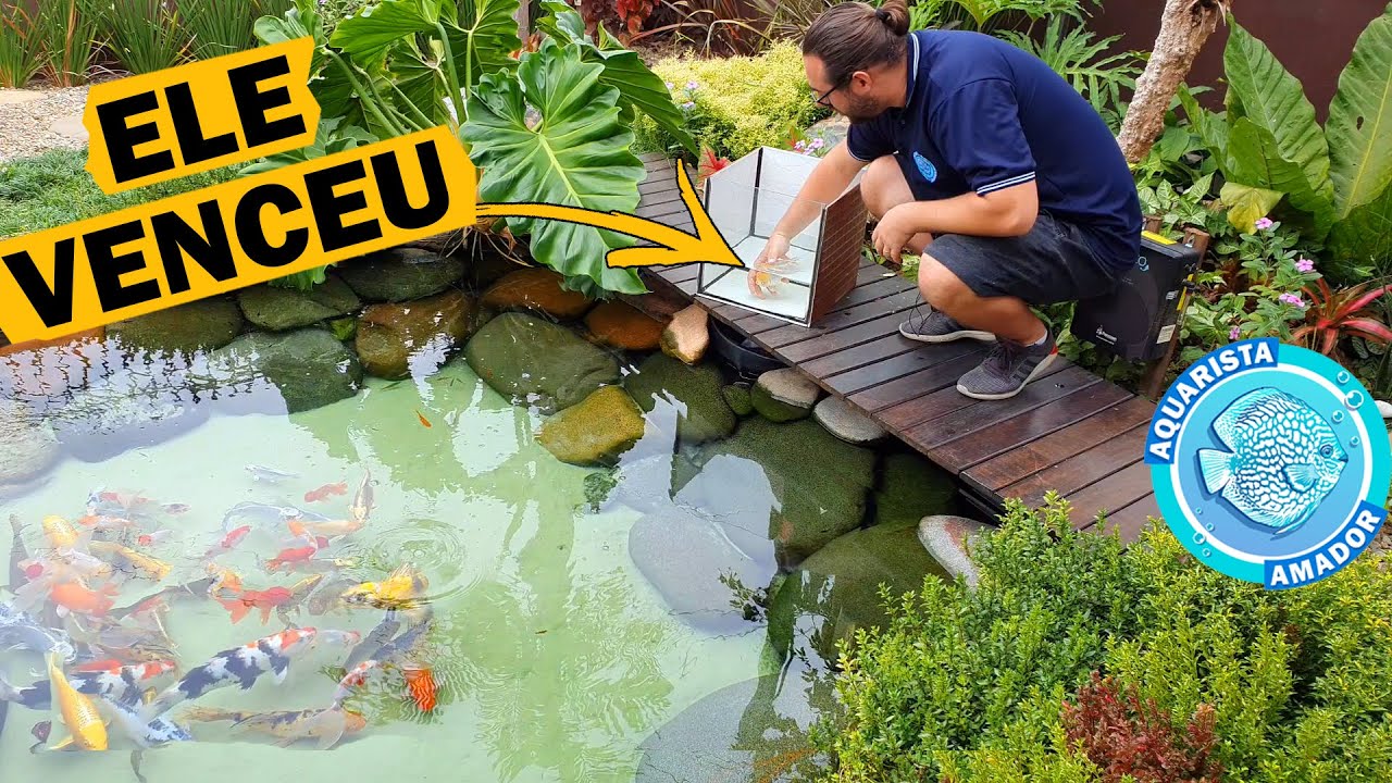 COMO AMANSAR CARPAS ASSUSTADAS + RECUPERAÇÃO DO NOSSO KINGUIO