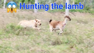 Bella Chased The Lamb Out Her Place 🤯 Labrador Kio And Bella by Kio And Bella 82 views 1 year ago 46 seconds