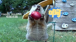 土拨鼠：我捡的是苹果吗？不！那是尊严！