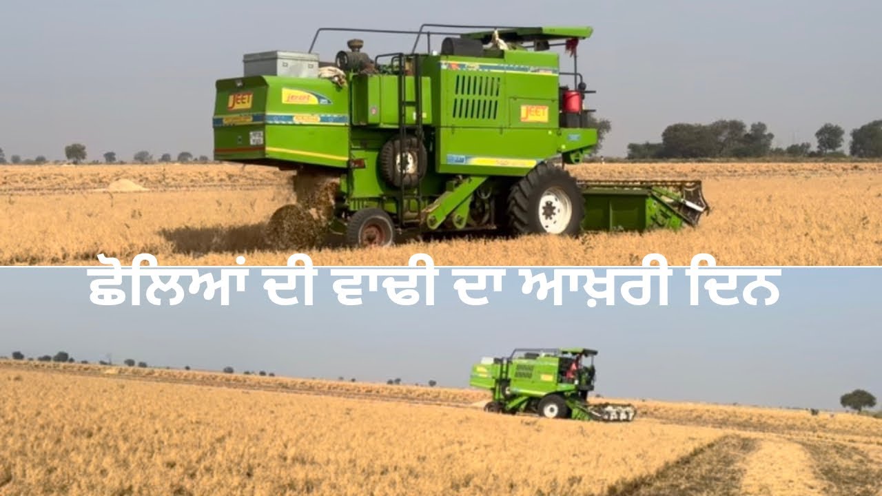 #harvesting//The last day of the chickpea harvest