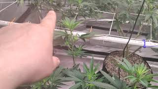 Nukeheads Grow Day 1 of Flower!