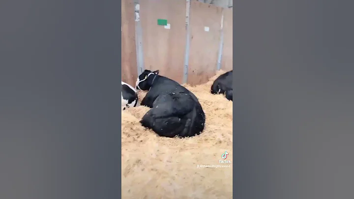 Watch the video about BRITISH BLUE COWS AT THE ROYAL NORFOLK SHOW 2024 #shorts #cows #farm #theroyalnorfolkshow #beef