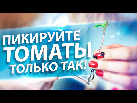 ПИКИРОВКА ТОМАТОВ. КАК ПРАВИЛЬНО? ТОП СЕКРЕТОВ