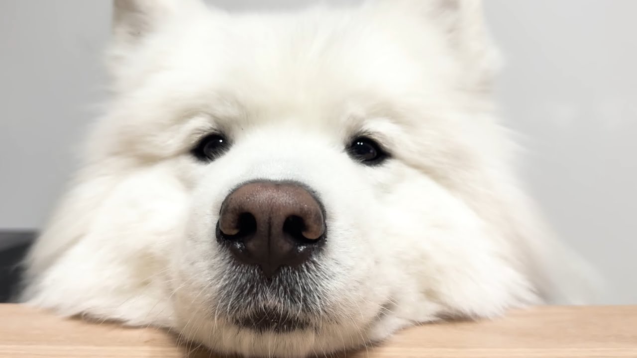 大好きな飼い主とご飯が食べたいサモエドがかわいすぎました