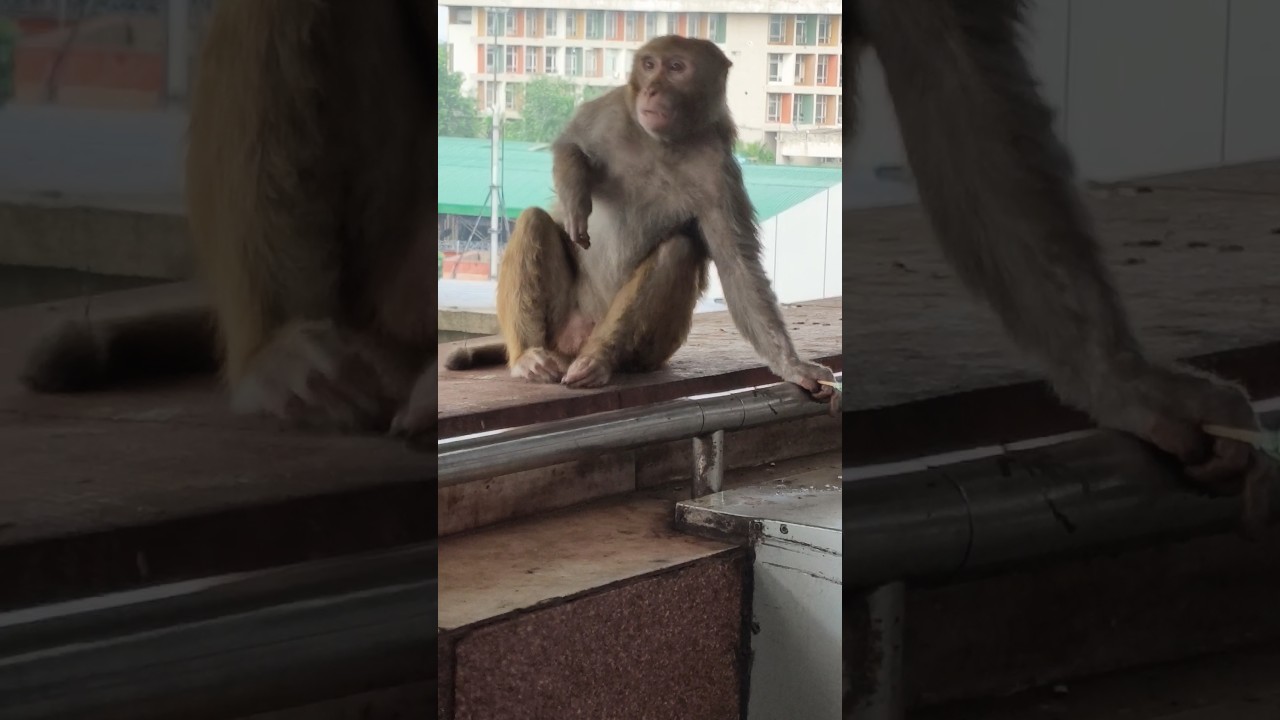 Monkey eating candy