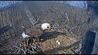 Attacks at the Nest!   Hanover, PA Bald Eagles Nest  March 19, 2018