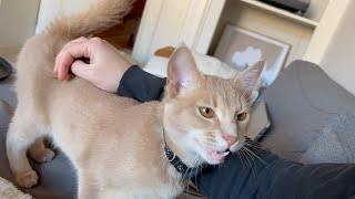 Sweetest kitty loves talking to his Hooman | Compilation 4K