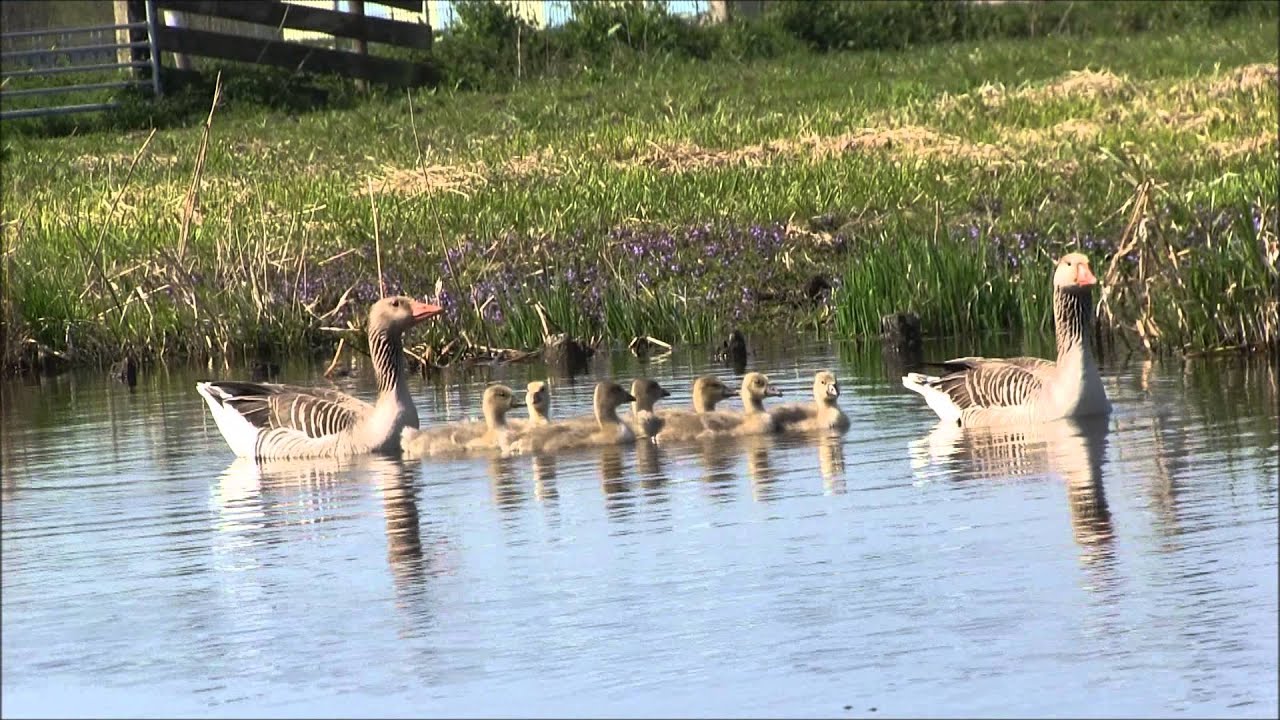 Grauwe gans met jongen in de Middelpolder