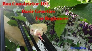 Boa Constrictor genetics , VPI T Positive , Boa Woman Caramel,Paradigm Boa