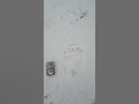 следы медведя - YouTube