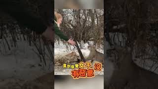 女人成功拯救了受困的山貓