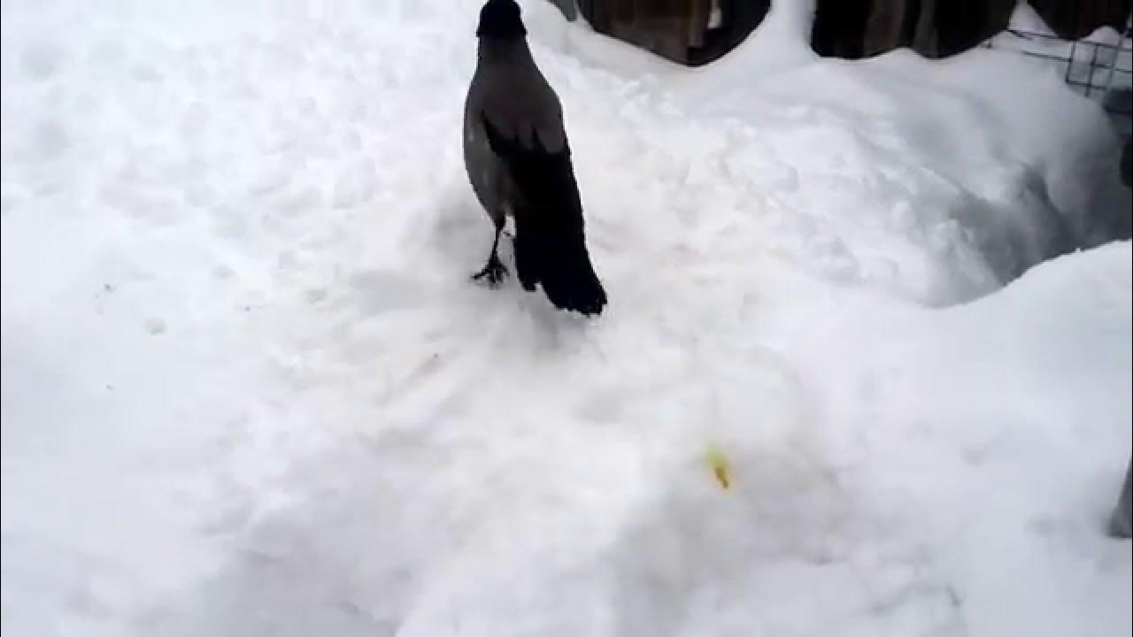 Ворон купается. Ворона купается в снегу. Ворон купается в снегу. Вороны купаются в снегу. Ворона в снегопад.