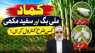 How to Control Whitefly & Mealybug in Sugarcane || Crop Reformer