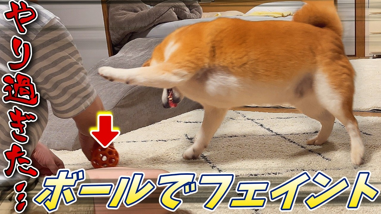 柴犬さん 4月8日は柴の日】日本犬専門誌『Shi-Ba』編集部から柴犬グッズが発売