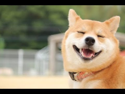 可愛い犬に癒されよう 思わずニヤけちゃう動画 1 Youtube