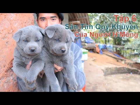 Video T6: Chọn Được Cún Ưng Ý & Kết Thúc Hành Trình/ Ký Sự:... - youtube