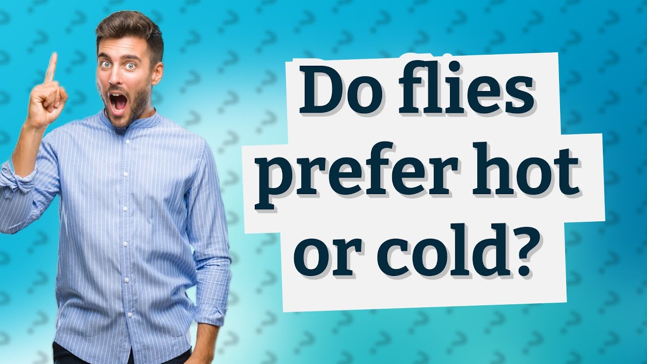 Do flies prefer hot or cold? YouTube