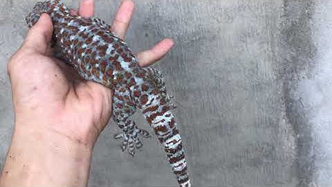 Cận cảnh tắc kè 210g siêu khủng rồi nha | Tắc kè Phúc Hậu - 0913398911