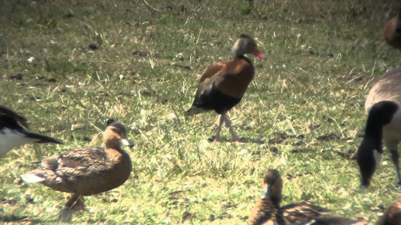 video phone beyonce mp3 Black-bellied whistling duck 20120625
