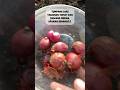 Tumpang sari tanaman tomat dan bawang merah #berkebun #garden