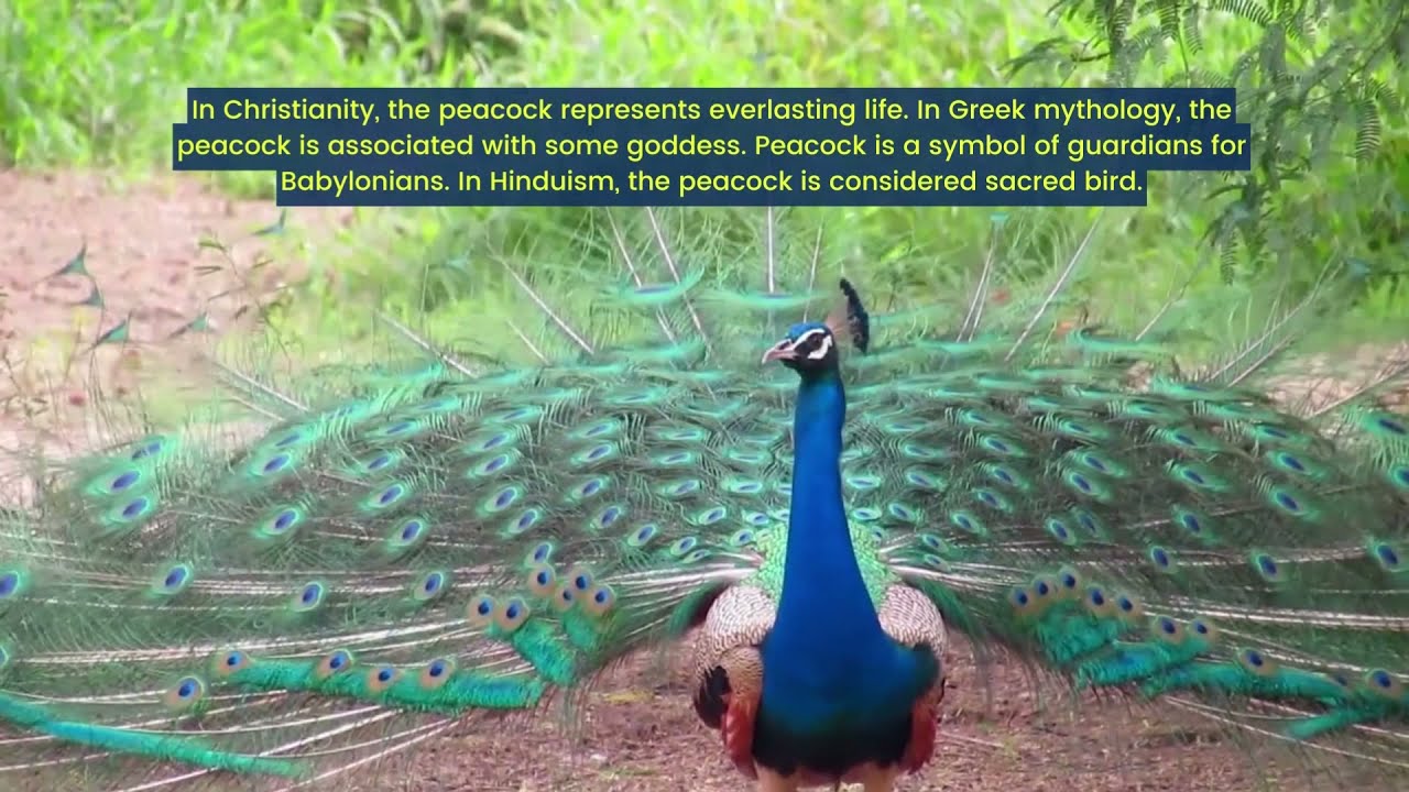 12 Amazing Facts About Peacock