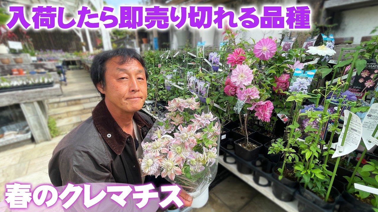 Clematis varieties that sell out quickly] April and May are the
