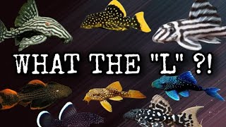 Why The Most Expensive & Rare Plecos Still Have No Scientific Name. The History of L# Naming System