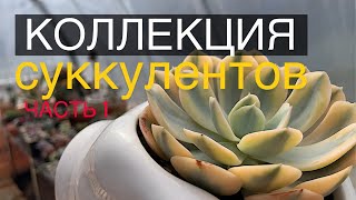 Коллекция суккулентов. Мой топ ❤️‍🔥