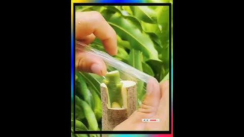 # Bom tấn Benzc-bit # ghép cây bưởi # ghép cây bưởi # hướng dẫn ghép cành