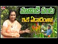       mango cultivation  hmtv agri