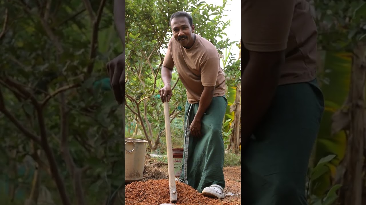 അളിയന്റെ കൃഷിത്തോട്ടം.... സ്ഥലം ഇല്ലാത്തവർക്കും പേര നടാം#garden #farming #agriculture 