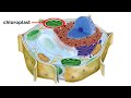 Eukaryotic Cells Part 2: Plant Cells