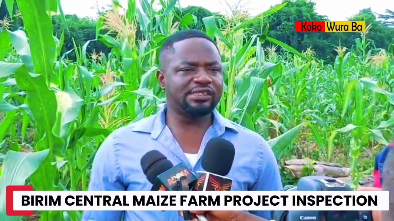 Birim Central Municipal Assembly MCE inspect the Assembly Maize FARM PROJECT as part of Feed Ghana 