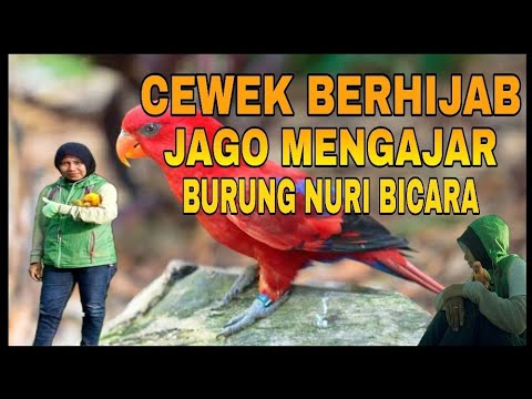 cewek berhijab jago ajar Burung nuri red lory bicara assalamu'alaikum