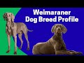 Weimaraner Dog Breed Profile - Characteristics, History, Care Tips  for Pet Owners