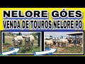 NELORE GÓES, VENDA DE TOUROS NELORE PO